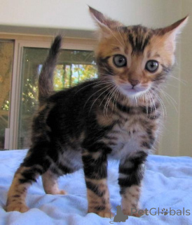 Photo №3. Chatons du Bengale. Allemagne