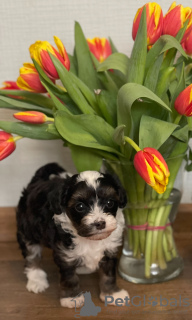 Photos supplémentaires: Chiots d'un chien chinois à crête