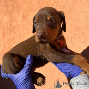 Photo №2 de l'annonce № 175427 de la vente dobermann - acheter à Lituanie annonce privée, éleveur