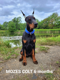 Photo №3. chiot dobermann. Allemagne