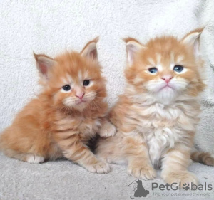 Photo №3. Chatons TICA Reg Maine Coon. Allemagne