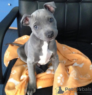 Photo №1. american pit bull terrier - à vendre en ville de Tallinn | négocié | Annonce №127135