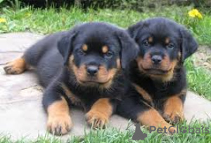 Photo №1. rottweiler - à vendre en ville de Aschaffenburg | Gratuit | Annonce №120504