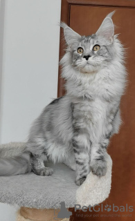 Photo №1. maine coon - à vendre en ville de Minnesota City | négocié | Annonce № 112461