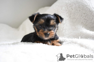 Photo №4. Je vais vendre yorkshire terrier en ville de Pfaffenhofen an der Ilm. annonce privée, éleveur - prix - 350€