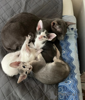 Photo №1. oriental shorthair - à vendre en ville de Halstenbek | 350€ | Annonce № 169828