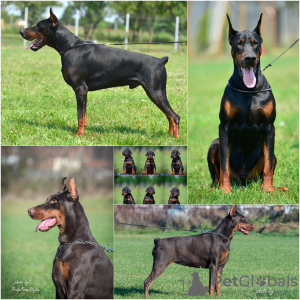 Photo №1. dobermann - à vendre en ville de Loznica | négocié | Annonce №103618