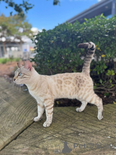 Photo №2 de l'annonce № 152946 de la vente bengal - acheter à La finlande annonce privée