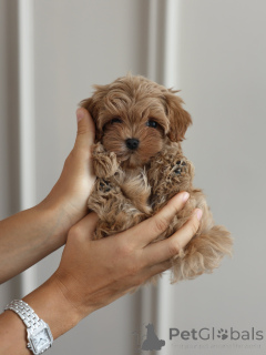 Photo №3. Adorables chiots Maltipoo à la recherche de leur foyer pour toujours. Allemagne