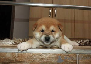 Photo №1. shiba - à vendre en ville de Vladičin Han | négocié | Annonce №165380