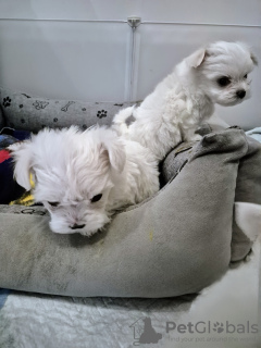 Photo №2 de l'annonce № 133584 de la vente chien bâtard - acheter à Pologne annonce privée