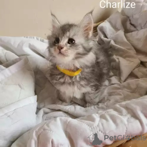 Photo №1. maine coon - à vendre en ville de Affalterbach | 380€ | Annonce № 167247