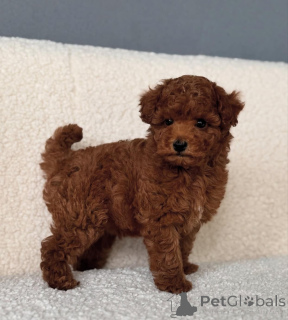 Photo №2 de l'annonce № 143524 de la vente chien bâtard - acheter à USA éleveur