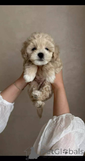 Photo №2 de l'annonce № 154869 de la vente maltipu - acheter à Allemagne éleveur