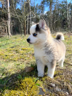 Photo №3. Pomsky par Poméranie et Husky. Allemagne