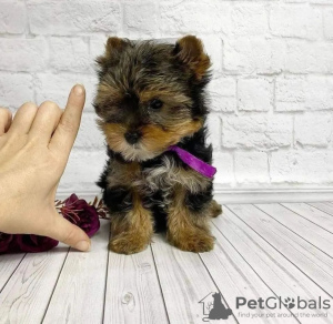 Photo №1. yorkshire terrier - à vendre en ville de Montreal | 473€ | Annonce №103604