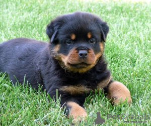 Photo №3. Les chiots Rottweiler sont prêts à être vendus. Allemagne