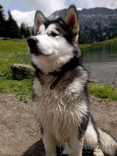 Photo №1. malamute de l'alaska - à vendre en ville de Rougemont | 4500€ | Annonce №57528