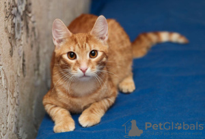 Photo №3. Fée chat rouge à la recherche d'une famille.. Fédération de Russie