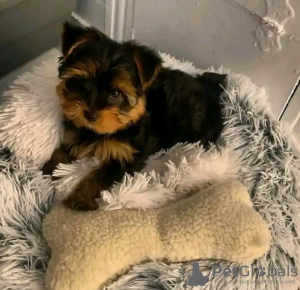 Photo №1. yorkshire terrier - à vendre en ville de Antheia | 300€ | Annonce №13061