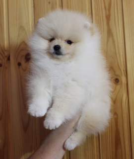 Photo №3. Très beau garçon Spitz Pomeranian.. Fédération de Russie