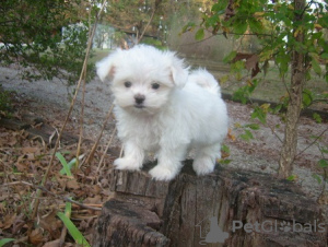 Photo №2 de l'annonce № 107591 de la vente bichon maltais - acheter à Espagne annonce privée