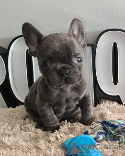 Photo №1. bouledogue - à vendre en ville de Mogilyov | 331€ | Annonce №115986