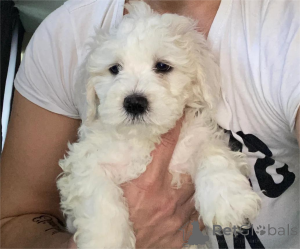 Photo №1. bichon maltais - à vendre en ville de Plus humide | 350€ | Annonce №154624