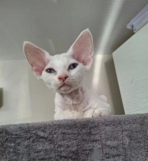Photo №1. devon rex - à vendre en ville de Odeenthal | 350€ | Annonce № 174774