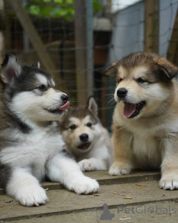 Photo №1. husky de sibérie - à vendre en ville de Moscou | 5€ | Annonce №155215