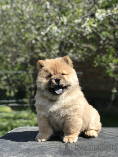 Photo №4. Je vais vendre chow-chow en ville de Belgrade. éleveur - prix - négocié