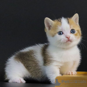 Photo №1. munchkin - à vendre en ville de Cologne | 250€ | Annonce № 155935