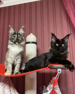 Photo №1. maine coon - à vendre en ville de Ville de Londres | négocié | Annonce № 160673