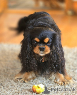 Photo №1. cavalier king charles spaniel - à vendre en ville de Berga | négocié | Annonce №155579