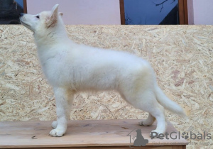 Photo №2 de l'annonce № 79381 de la vente berger blanc suisse - acheter à La Roumanie éleveur