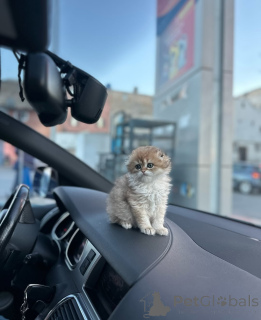 Photo №3. Beaux chatons Scottish Fold avec des visages ronds et de grands yeux. Allemagne