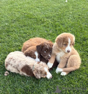 Photo №3. Standard Australian Shepherd-Welpen pour votre famille. Allemagne