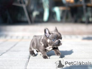 Photo №1. bouledogue - à vendre en ville de Munich | négocié | Annonce №64566