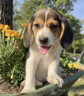 Photo №1. beagle - à vendre en ville de El Paso | 615€ | Annonce №50496
