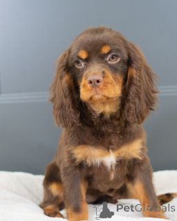 Photo №1. cavalier king charles spaniel - à vendre en ville de Augustdorf | négocié | Annonce №157214