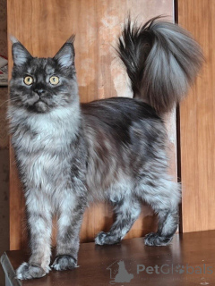Photo №2 de l'annonce № 169614 de la vente maine coon - acheter à Italie annonce privée