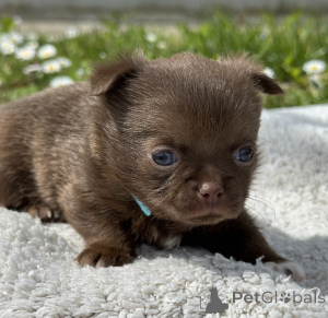 Photo №2 de l'annonce № 167435 de la vente chihuahua - acheter à Serbie 