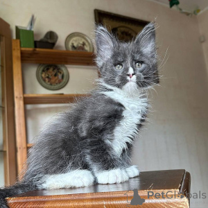 Photo №2 de l'annonce № 166769 de la vente maine coon - acheter à France annonce privée, éleveur