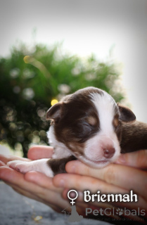 Photo №2 de l'annonce № 167326 de la vente berger américain miniature (aussie) - acheter à Pologne annonce privée, éleveur