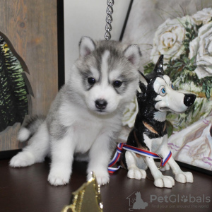 Photos supplémentaires: Chiots Husky sibérien