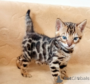 Photo №1. bengal - à vendre en ville de Alicante | négocié | Annonce № 173049