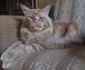 Photos supplémentaires: Maine Coon intitulé chat 8 mois