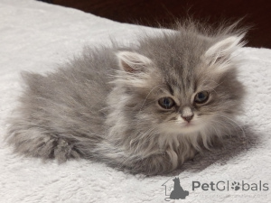 Photo №4. Je vais vendre british longhair en ville de Ankara. annonce privée - prix - négocié