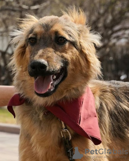 Photo №4. Je vais vendre chien bâtard en ville de Krasnogorsk. annonce privée - prix - Gratuit