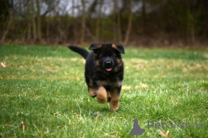 Photo №3. Deutsche Schäferhundwelpen Stehen Zur adoption Bereit. Allemagne
